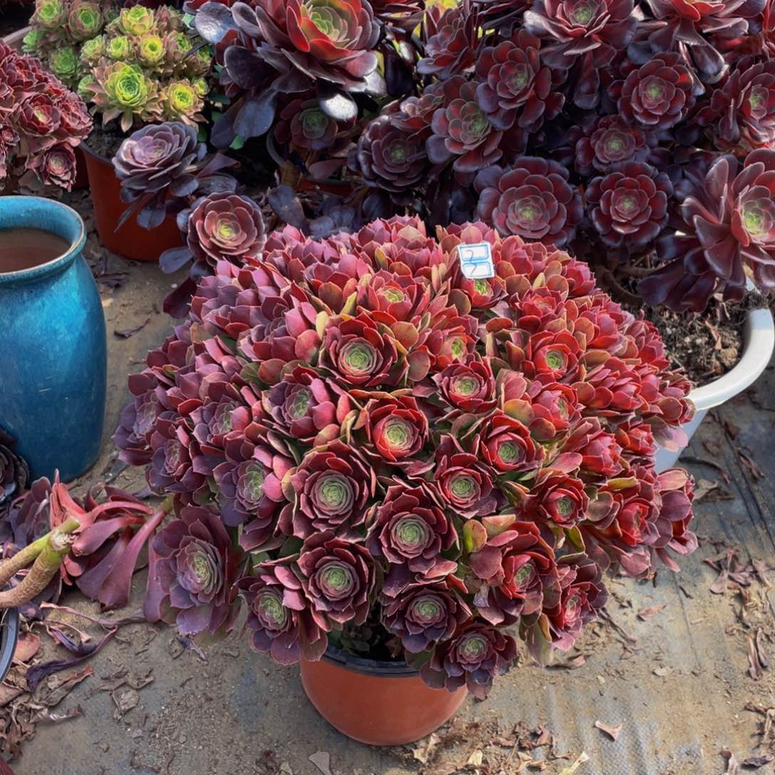 s****h变色龙鲜花老桩3鲜花