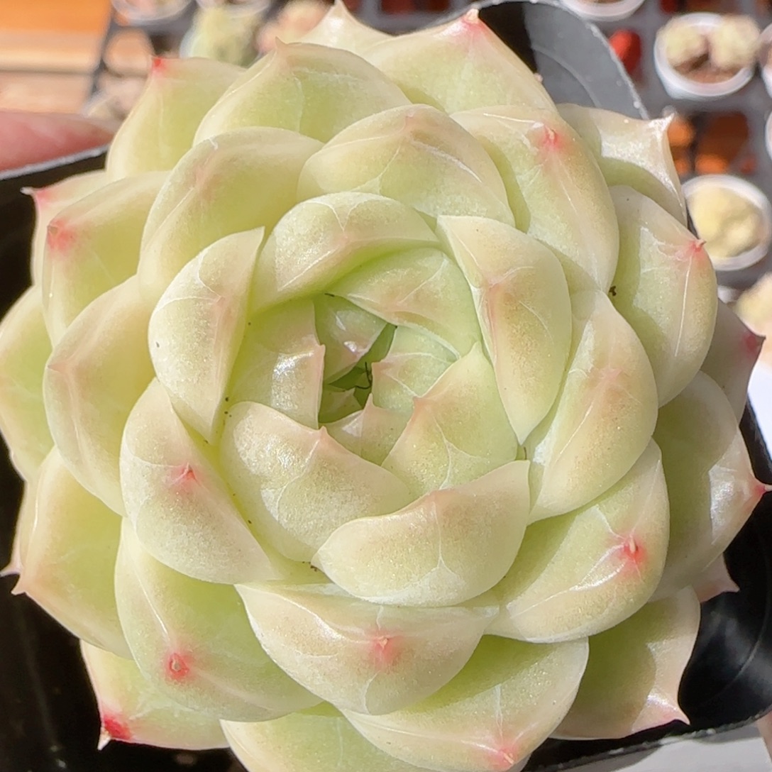 花语多肉1228-348