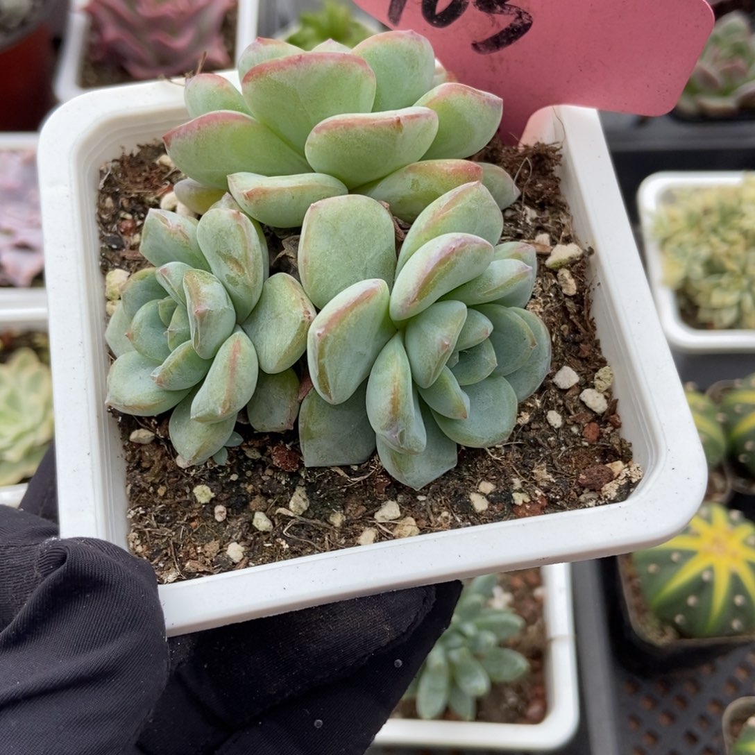 103泡芙多肉植物保护
