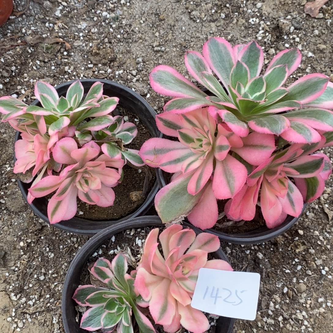 1425三棵砍过多肉植物