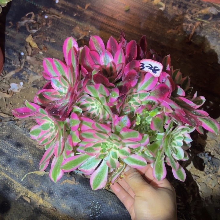 小微瑕粉女巫多肉植物3-28