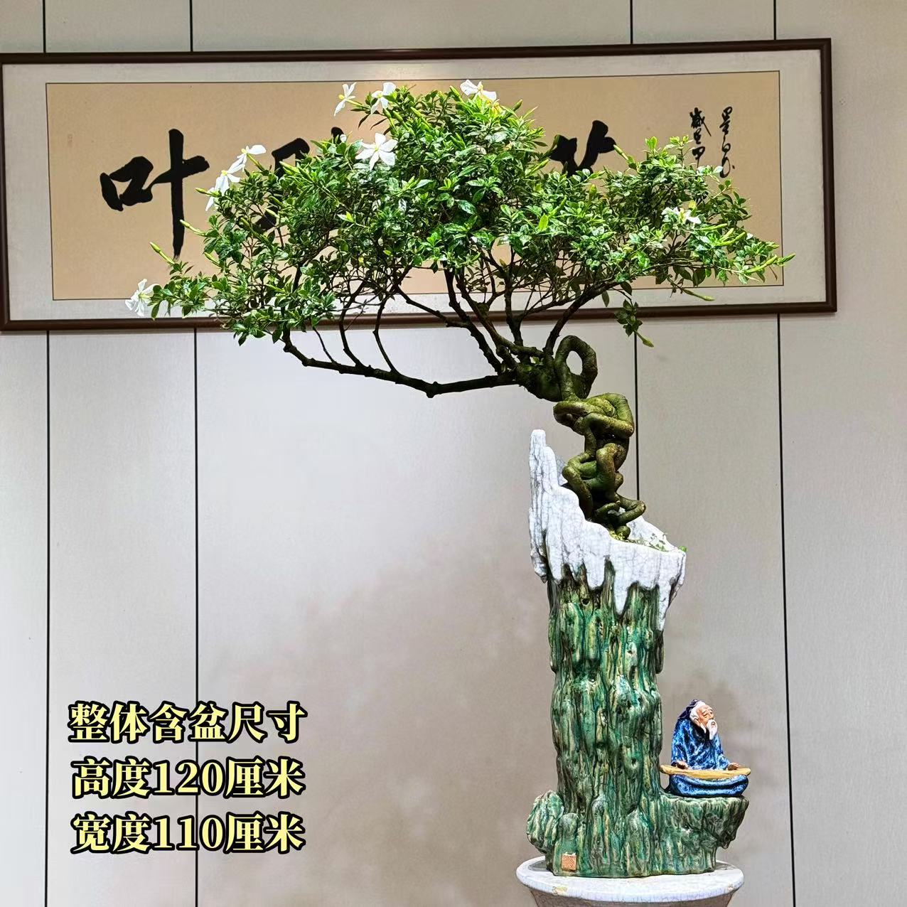 【叶胜园艺】精品四季榄叶栀子花盆景