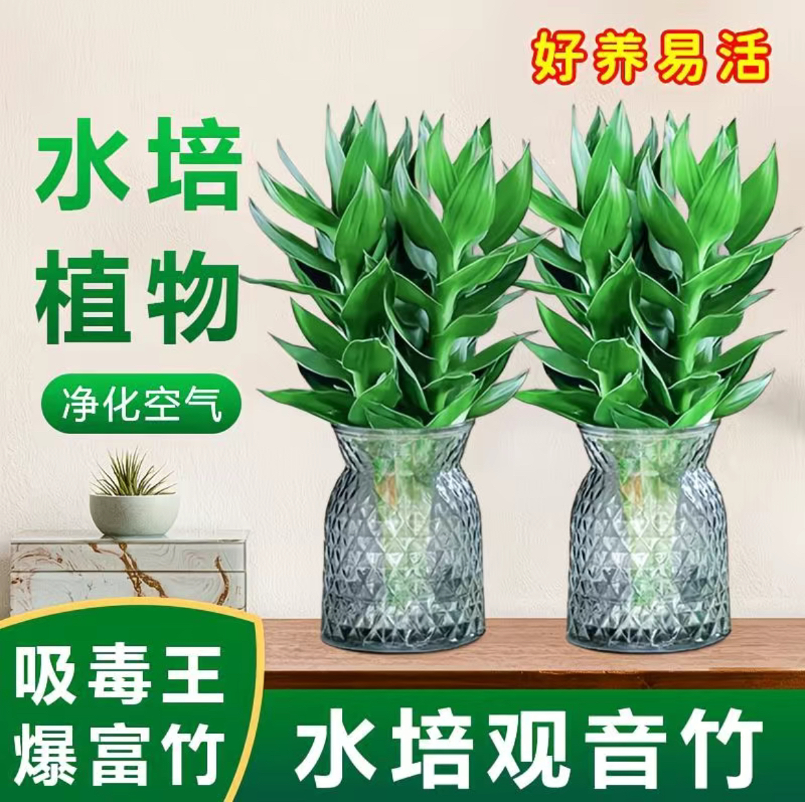 2盆观音竹富贵竹水培盆裁高度31-40cm高带水培好养易活新鲜发货