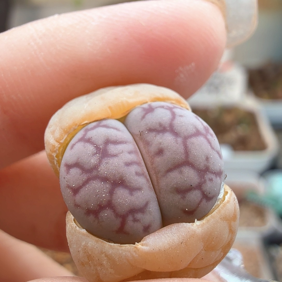 2.7.128/女娲石/多肉植物