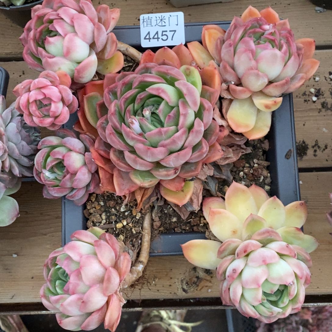 彭*虎不包整散掉头4457