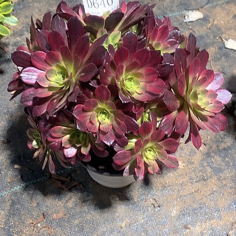 640水果糖多肉法师