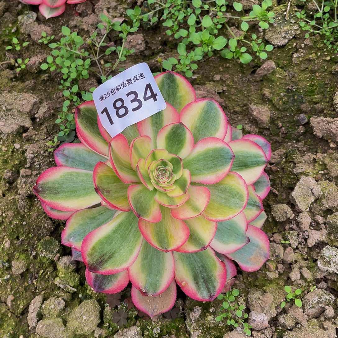 1834荔枝多肉植物