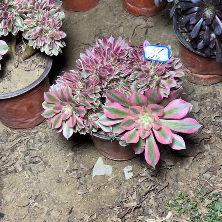 多肉植物粉女巫法师36