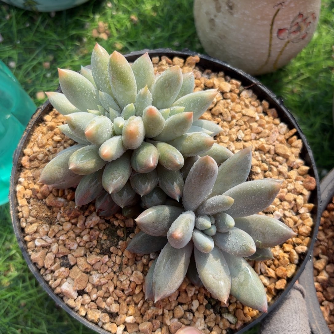 哥特缀多肉88888888888888