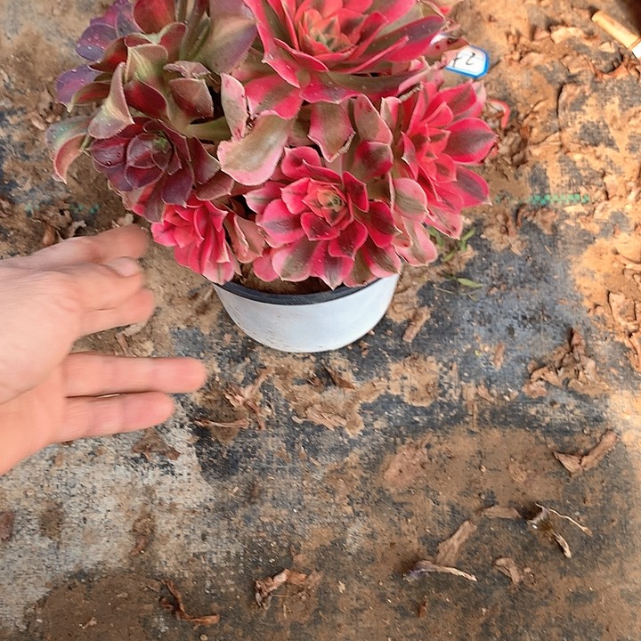 多肉植物阴阳女巫16号