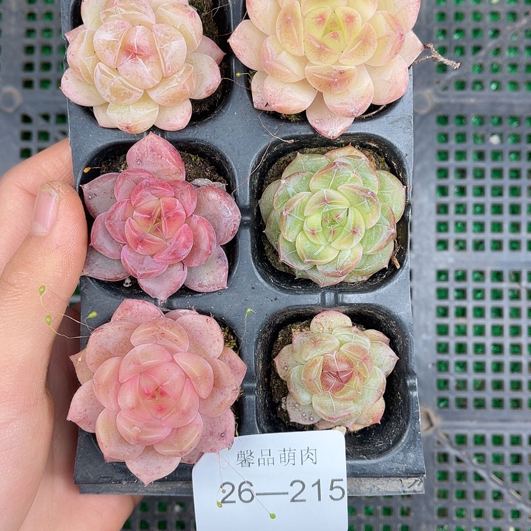 多肉一物一拍26-215