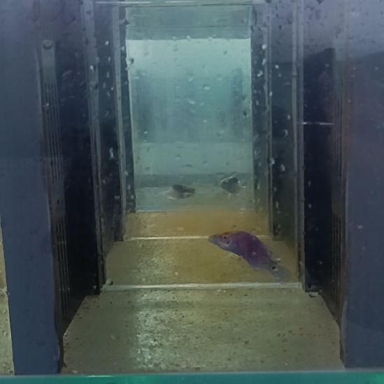 五线狐海水观赏鱼