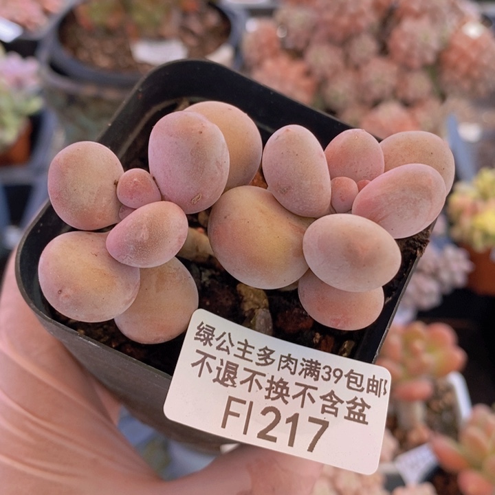 彩虹奶6cm217多肉植物