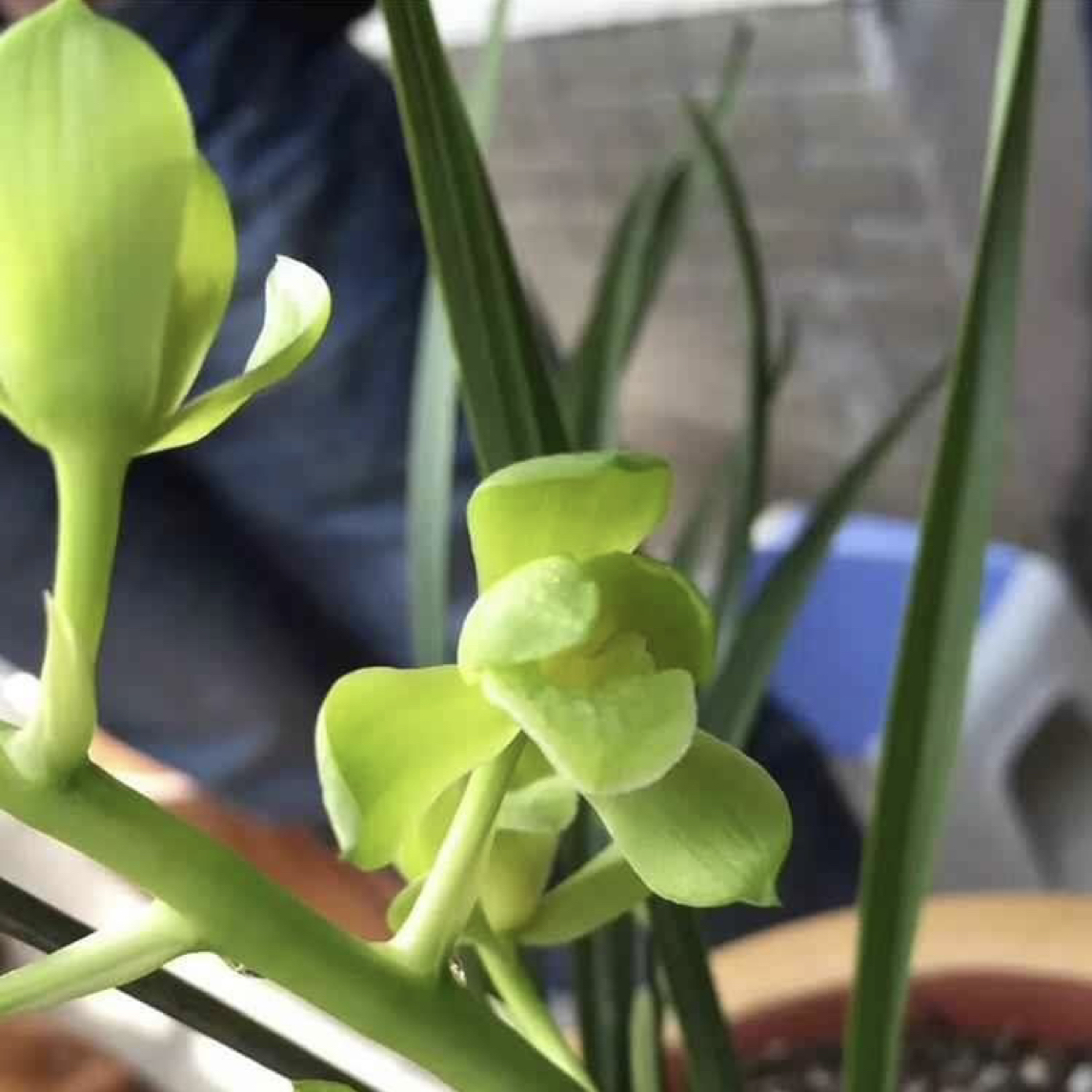 兰花直播间一物一拍绿植花卉