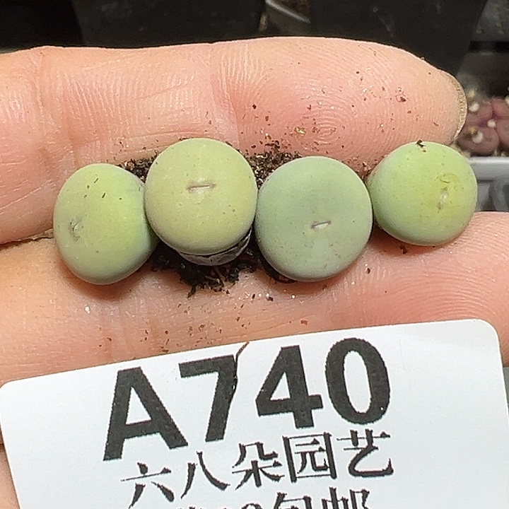 740号 特价小红嘴4个多肉植物