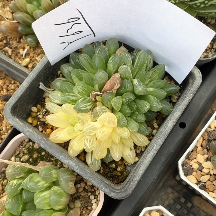 636。  苏州玉露锦一颗。 