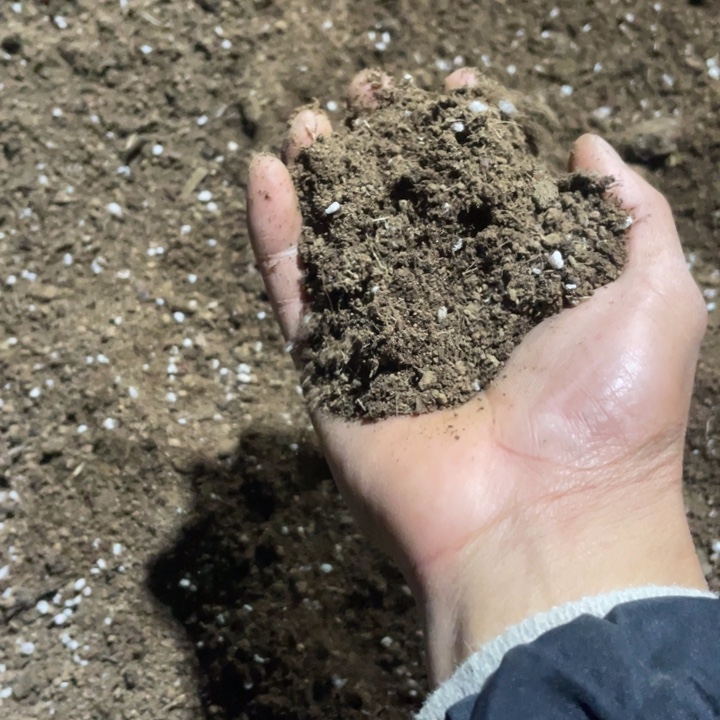 5.5斤的，海棠专用土