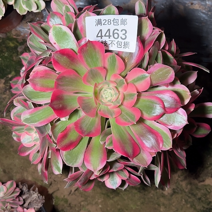 4463红女郎多肉植物