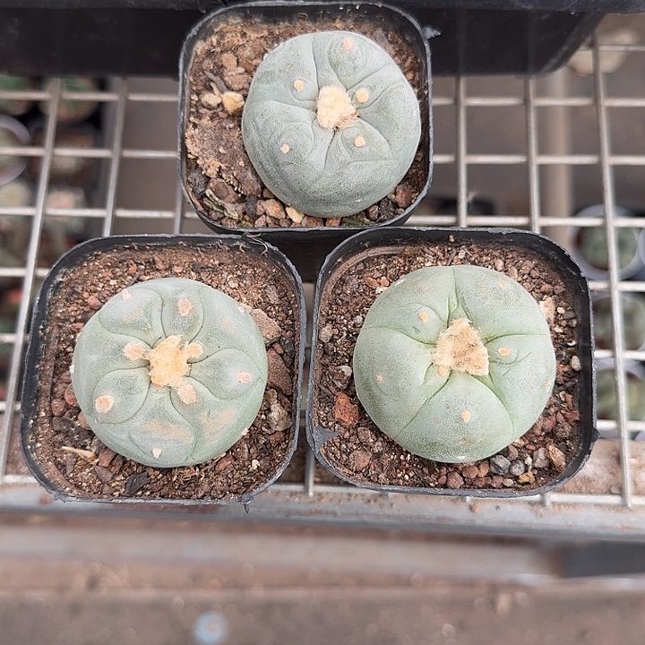 千***~实生海鲜组合3颗仙人球