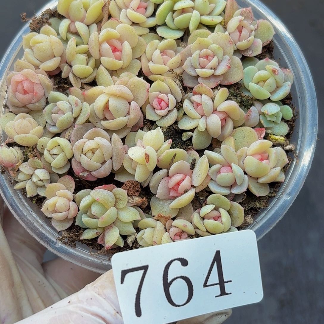 多肉植物多肉植物764