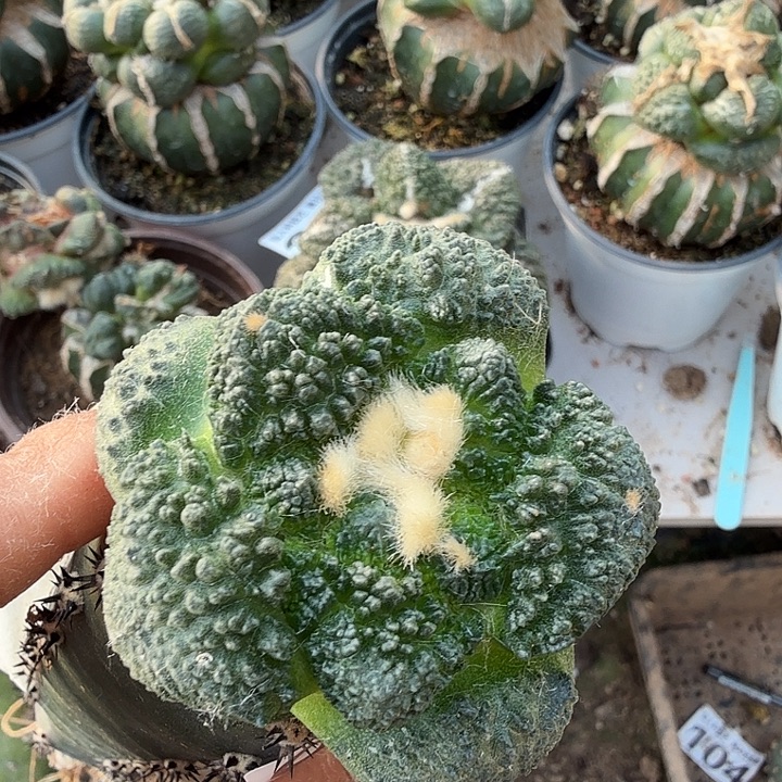 无花朵811大尤厚尤哥斯拉