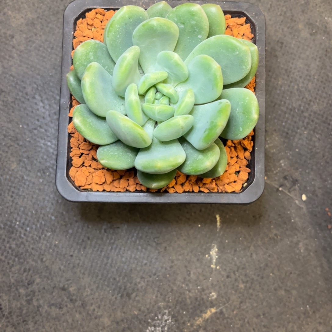 金***淯美人杂交脱土发货，金