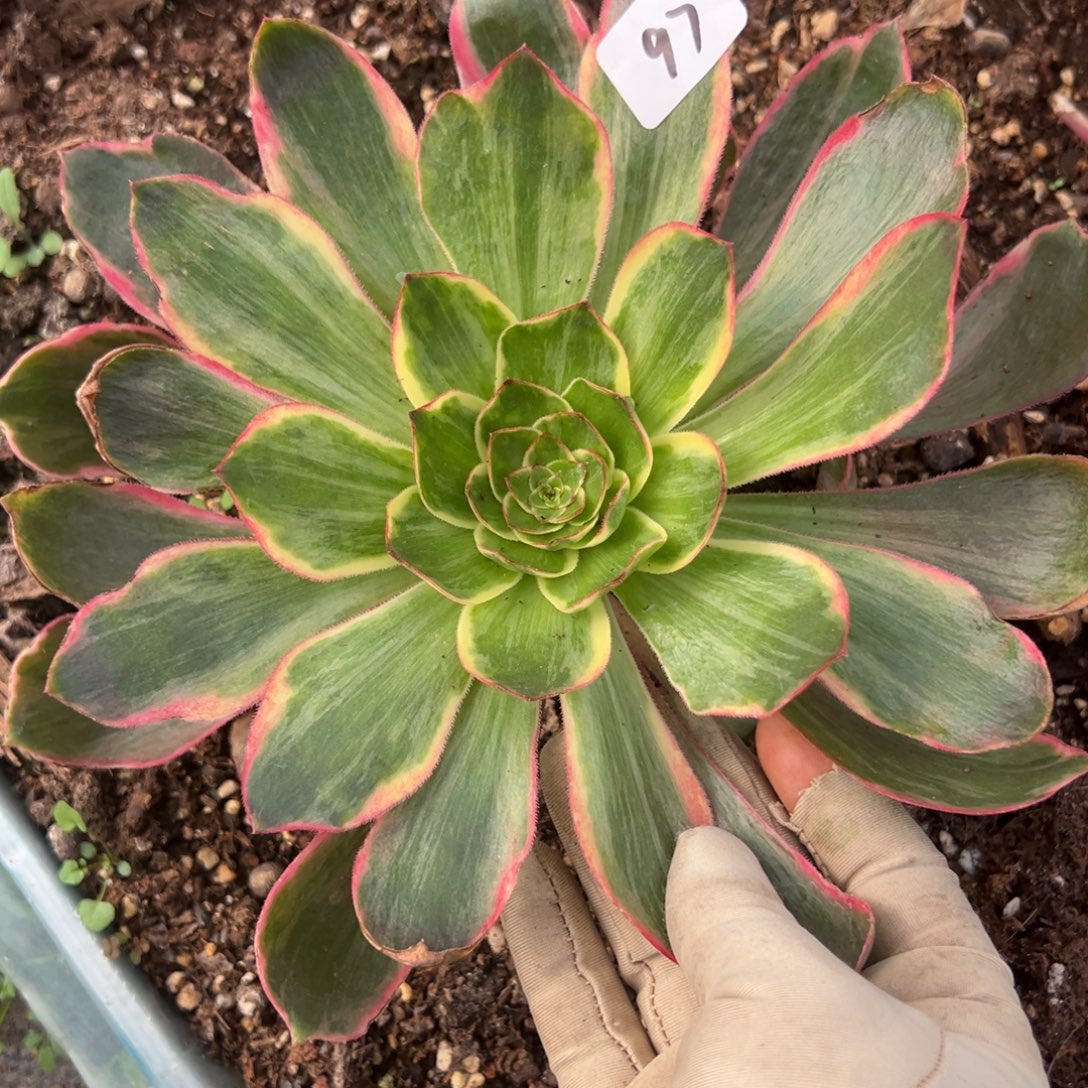 97恶魔之眼多肉嘻嘻嘻