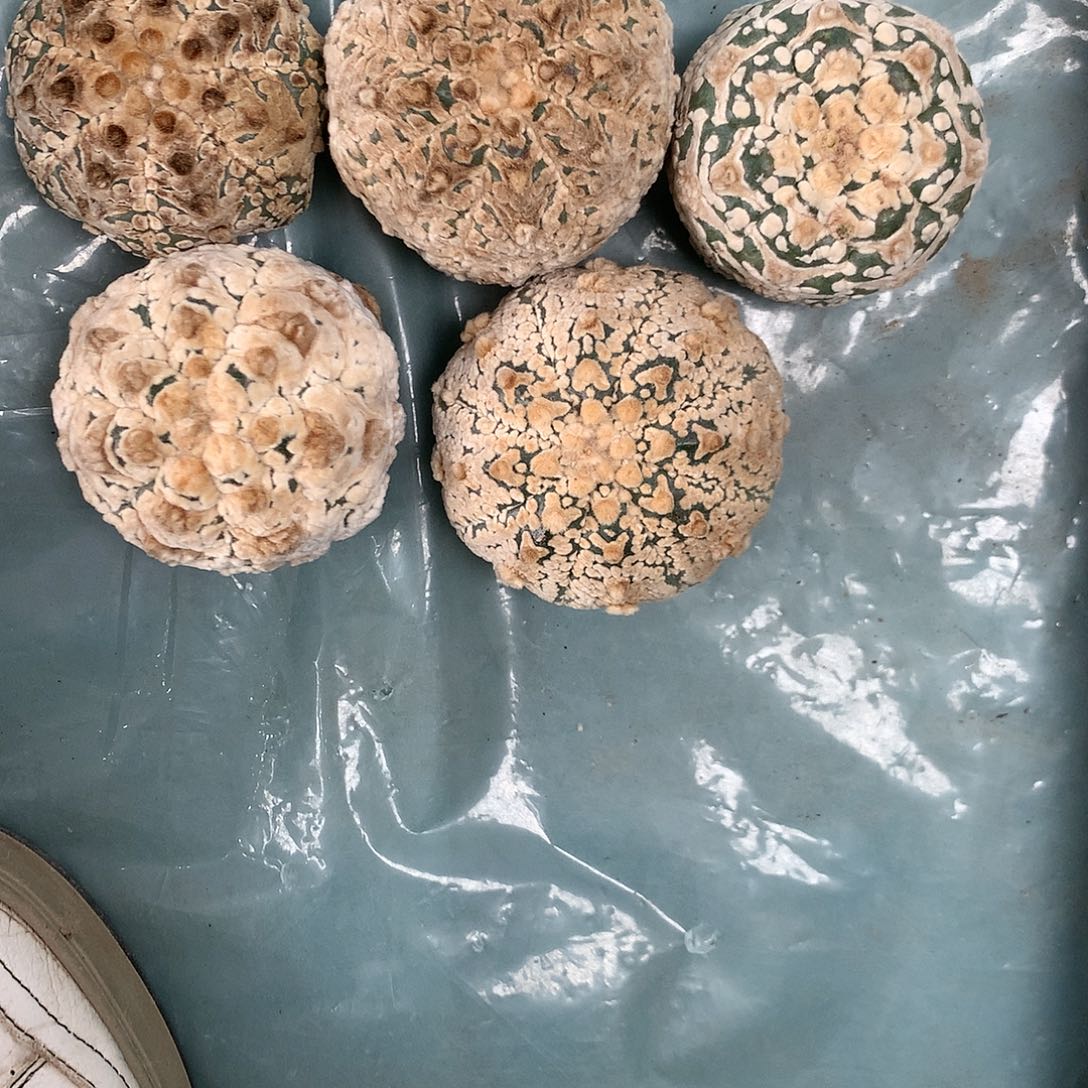 【闪购商品】a****卡五兜兜兜兜