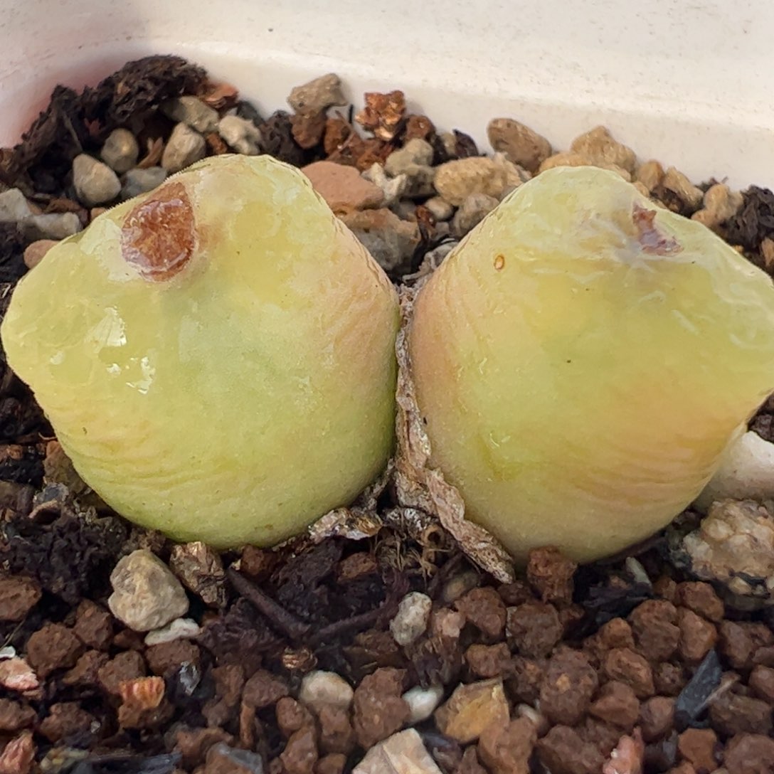 251多肉植物组合