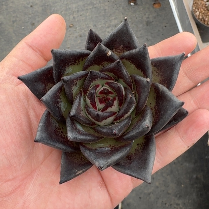 魔王 乌木 单头  一物一拍