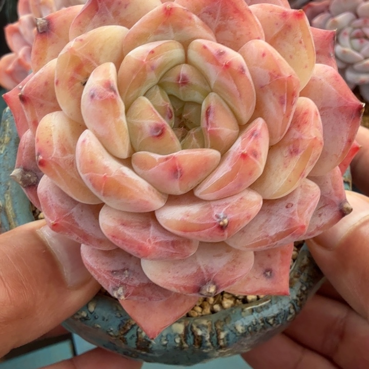 冰魄系单头一物一拍