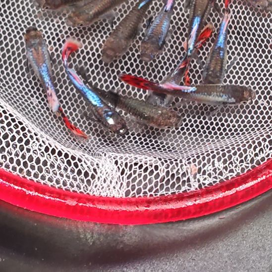 孔雀鱼大耳朵马赛克2.5/3   4只包邮