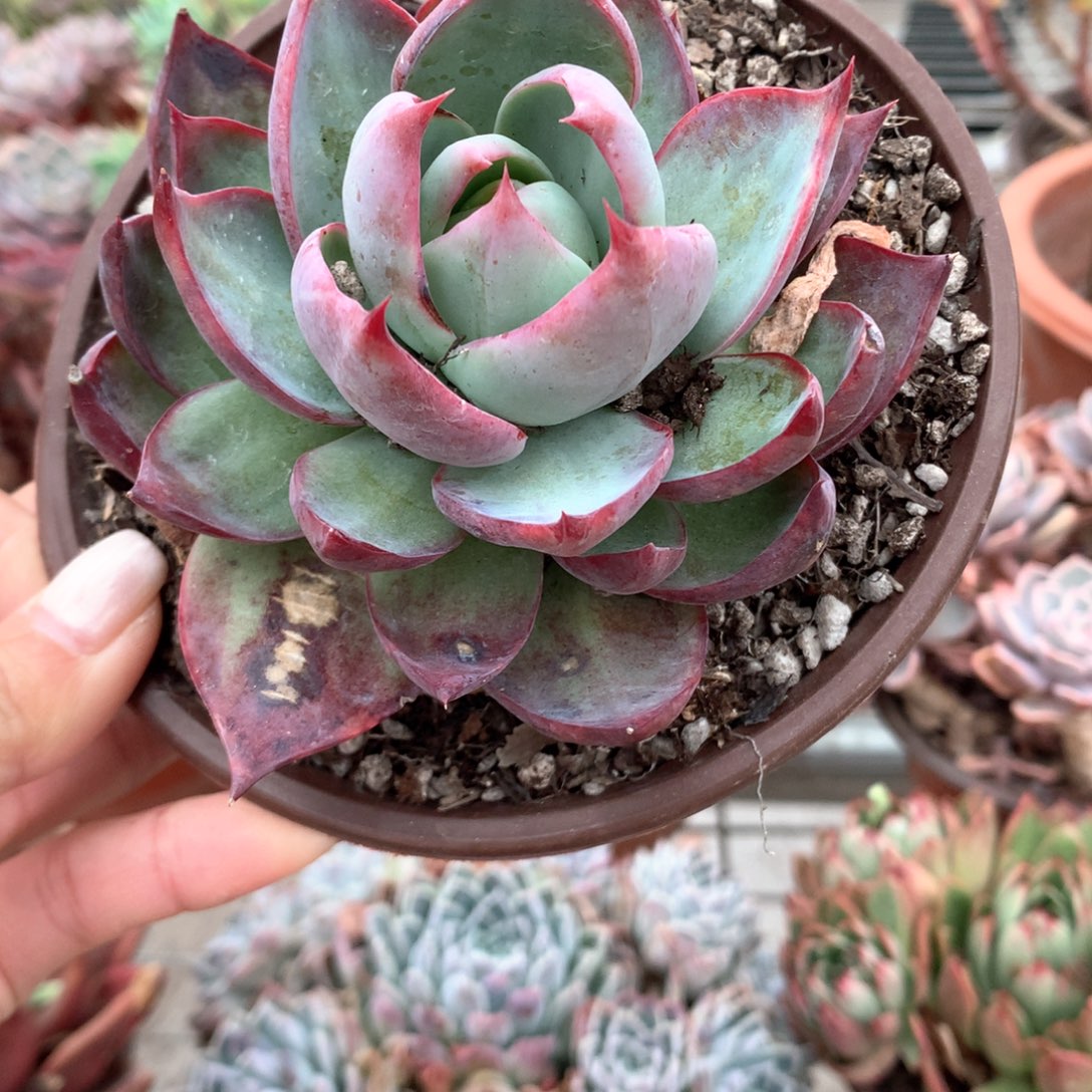 ?惊鸿仙子多肉植物