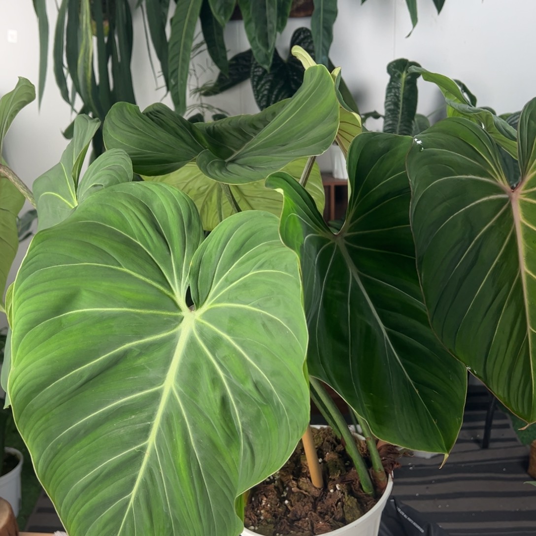 完全开放进口双头老桩荣耀