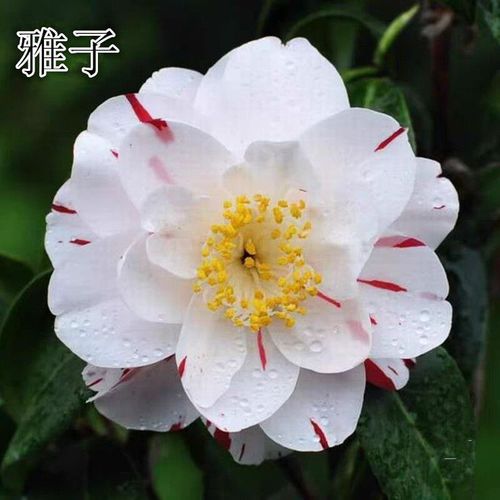 雅子+花佛鼎稀有名贵品种混接老桩室内室外盆栽地栽好养花卉