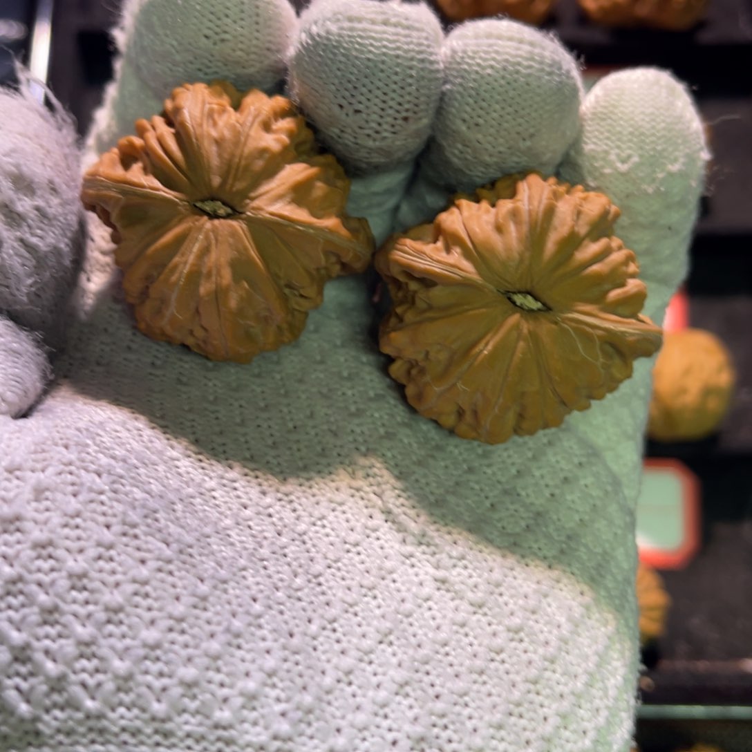 ʰ****东秦皇岛山地果全品