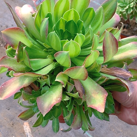 188韶华中包多肉植物