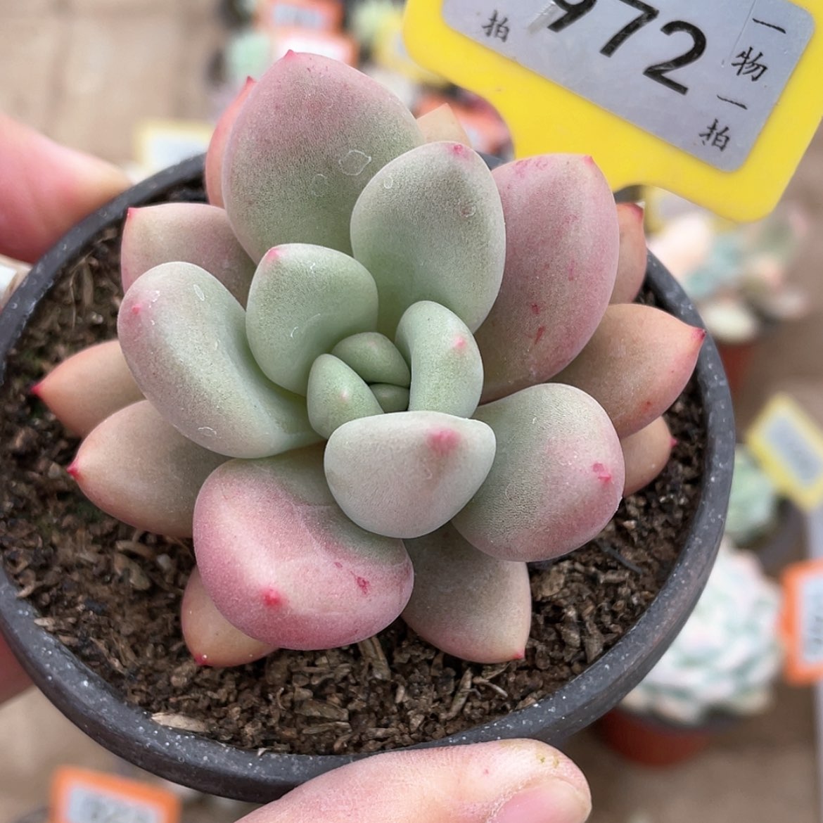【闪购商品】972号