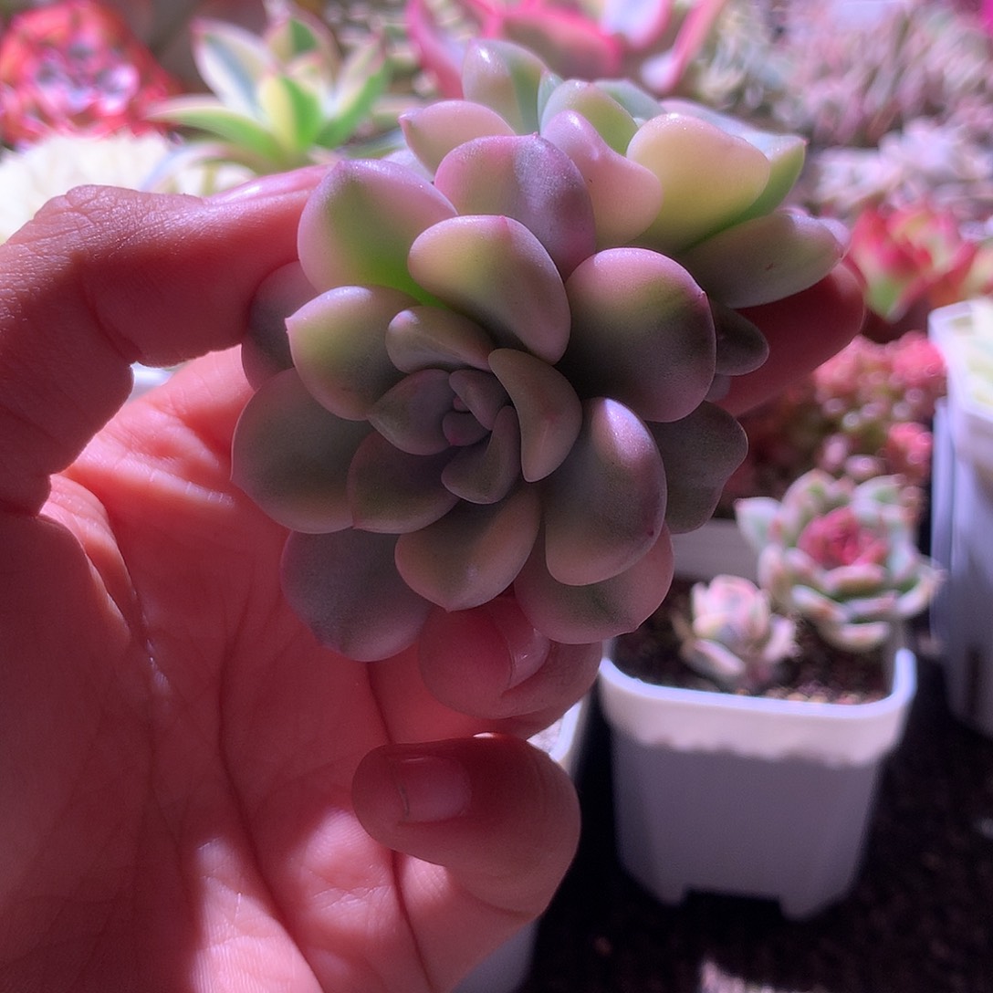 花斑鹿覆轮锦双头有杆子