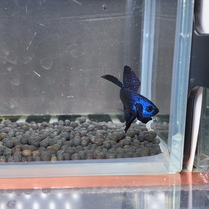 斗鱼泰国斗鱼347号