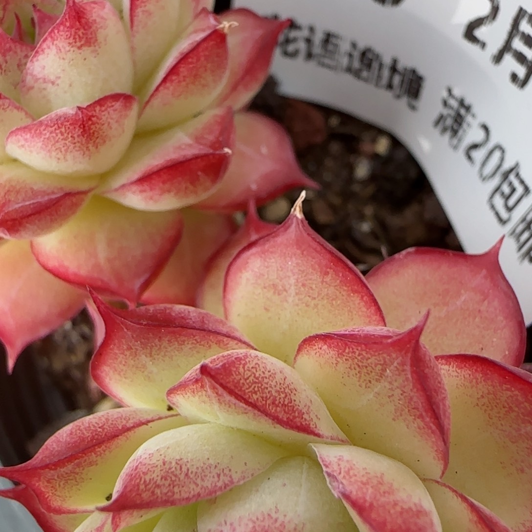 花语逸镜0206-559