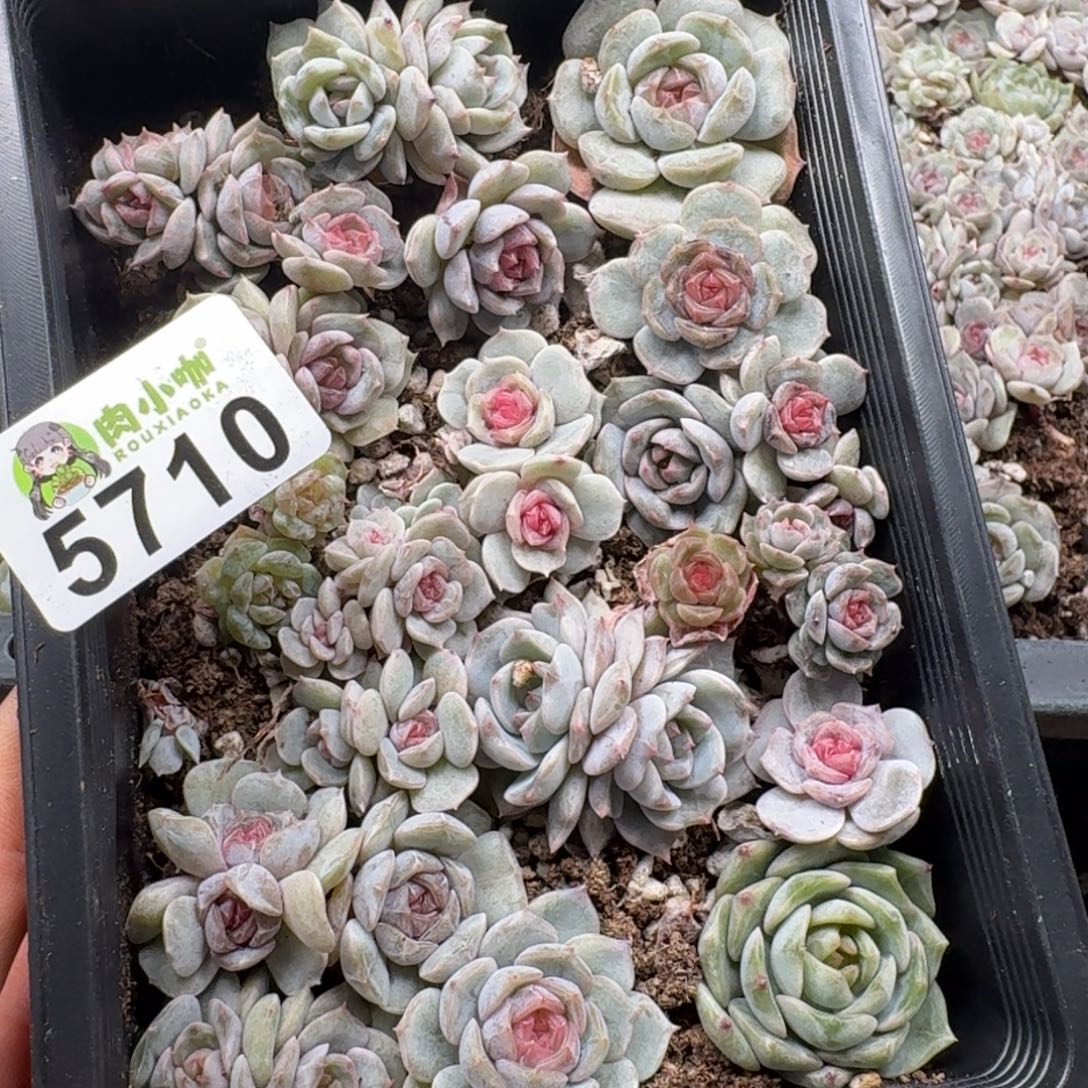 L***L多肉植物多肉植物