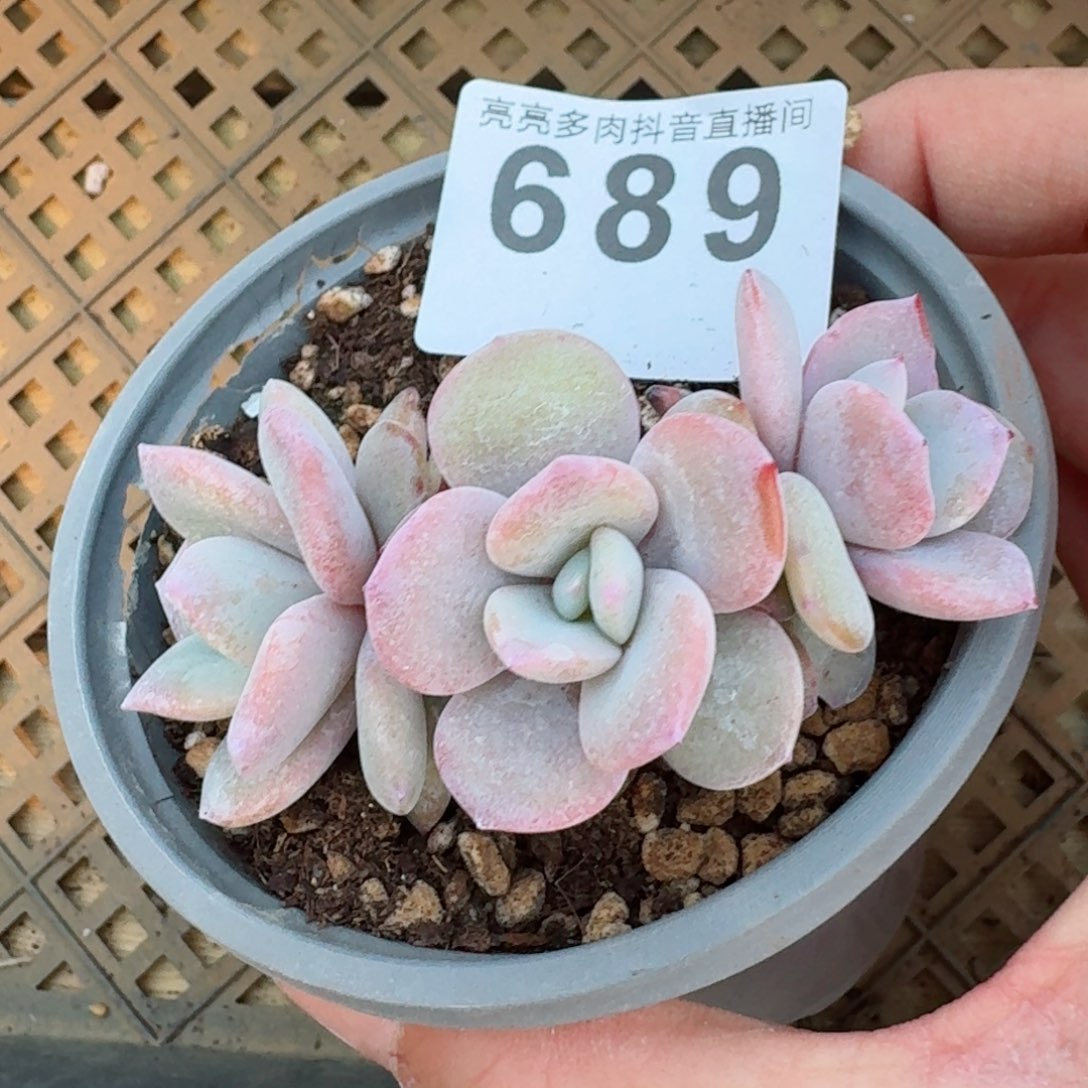 奶茶长腿         精品多肉