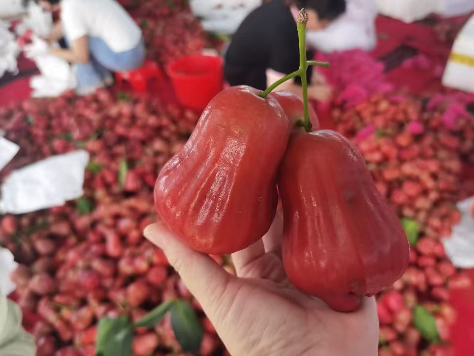 【顺丰包邮】正宗黑金刚莲雾中特大果热带一级果新鲜莲雾脆甜净重