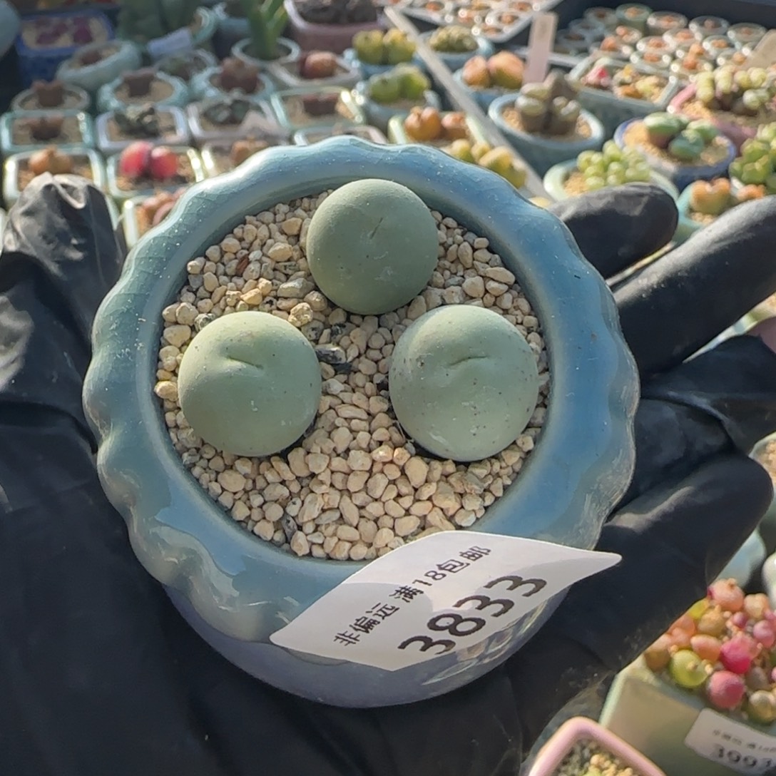 3833-一物一拍 带盆