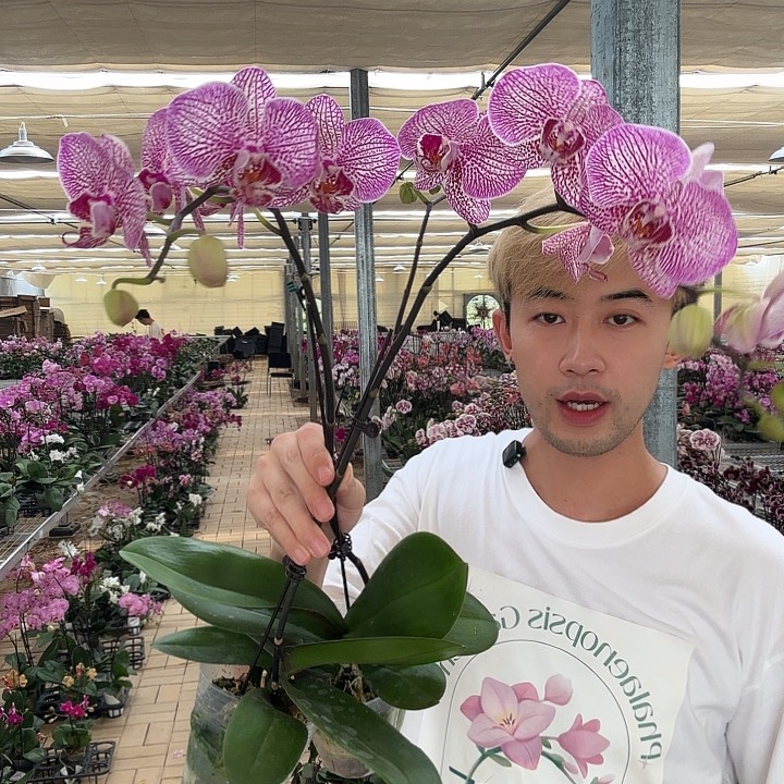 完全开放金蝉蝴蝶兰