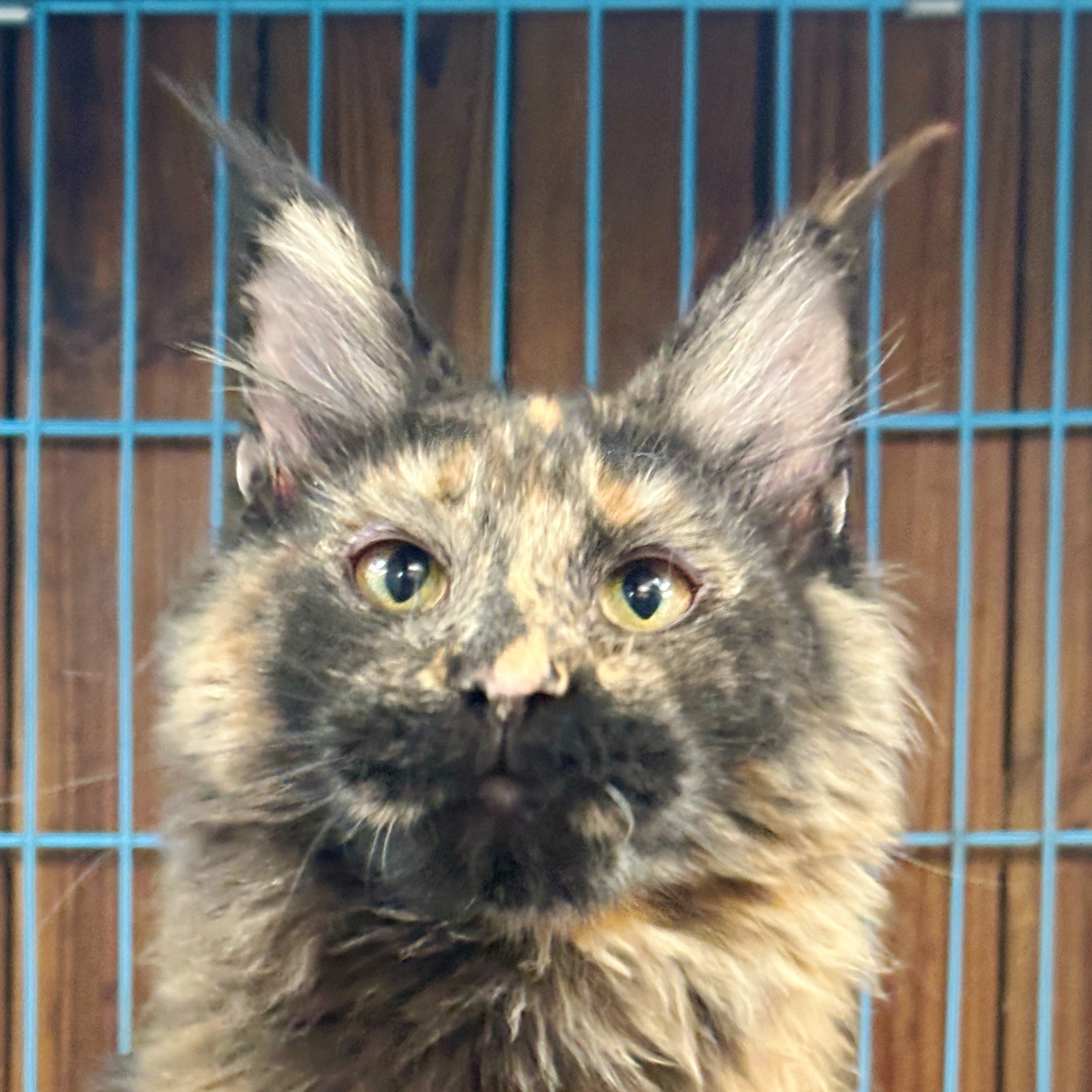 来了姊妹-玳瑁缅因猫-妹妹-46