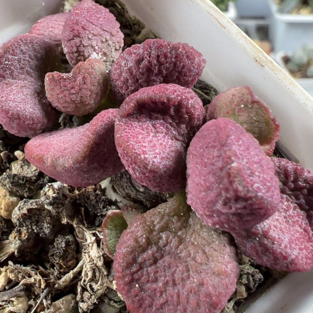 w带桩夏娃多肉植物水泡