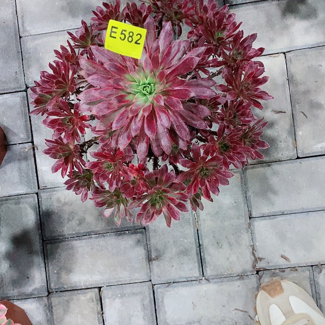 沫***婆孔雀锦582  冠幅37  