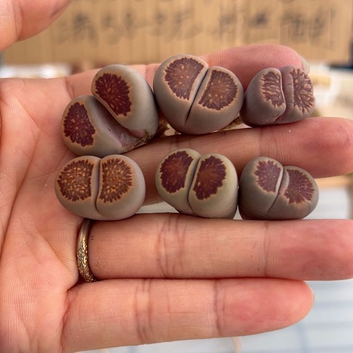 25865红窗菊6颗红1111